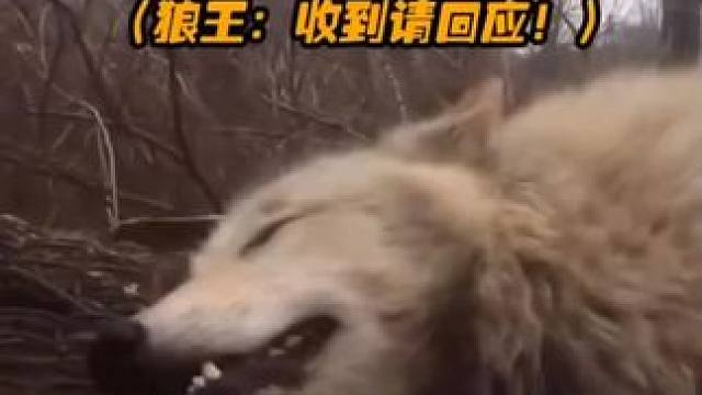 #狼 #摆烂 #上班哪有不疯的 
狼王：收到请回复
积极狼：又是元气满满的一天
摆烂狼：活着
狼王：