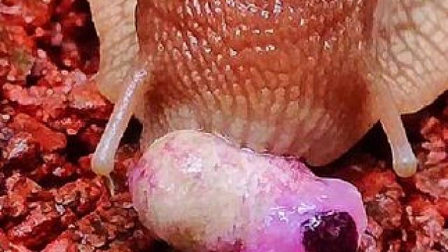 生命的力量#生命的力量 #动物 #有趣 #动物世界 #动物成精