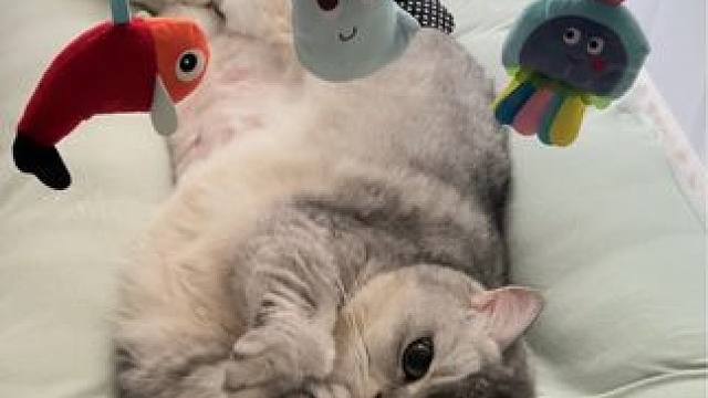 #我和我的猫 #它真的好像个小宝宝