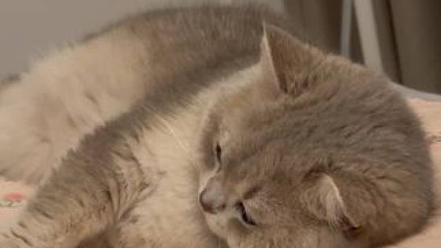 今日发明：小猫小狗能量守恒定律#小猫日记