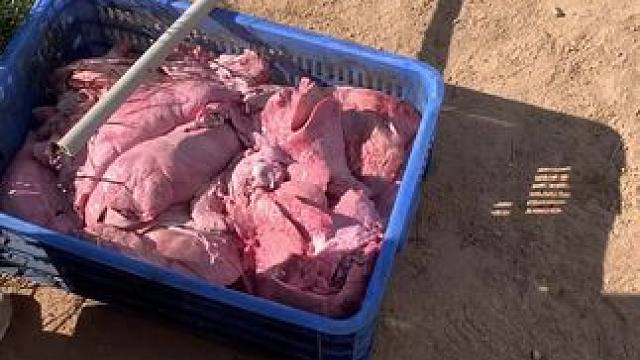 皮鞋吃得好不！ #鳄鱼 #鳄珍 #鳄鱼皮鞋