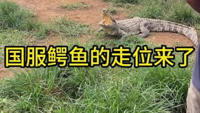 国服鳄鱼的走位来了#鳄鱼 #鳄珍#鳄珍鳄鱼酒