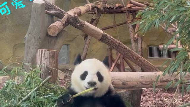 熊猫可可爱爱，我可以看一天，什么烦恼都没有了
