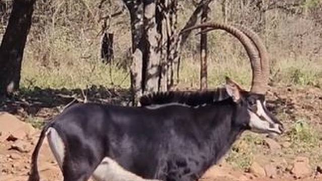 可以跟狮子单挑的黑马羚中箭倒在不远处 #国外合法狩猎 #野生动物零距