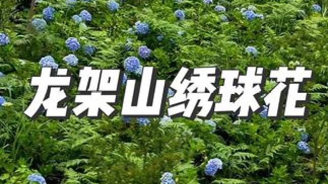 贵阳周边小众且免费的观赏绣球花的游玩攻略 #绣球花 #夏日的主角当然是绣球花 #贵