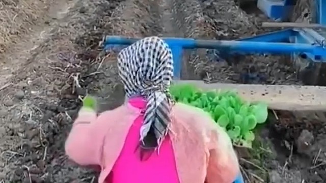 劳动人民的智慧