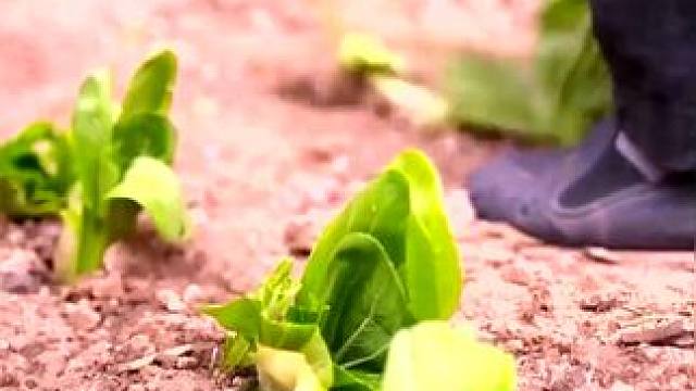 下载《西瓜视频》，免费观看精彩后续/精彩海量免费短剧免费看！ #因为一个片段看了整部剧