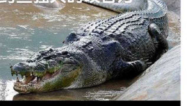 鳄鱼强大的咬合力 大骨头被直接咬碎 太狠了#弱肉强食的动物世界 #动物世界的战斗 #野生动物零距离 