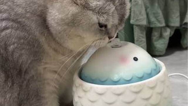 喝着喝着就没水了，太可爱了这反应#它真的好像个小宝宝 #记录猫咪日常