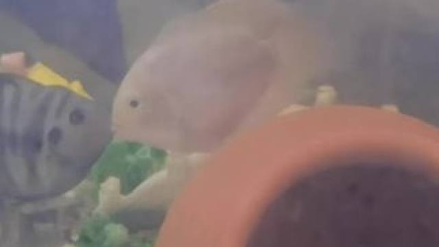 这两货是打架呢还是打kiss呢？#迷你鹦鹉鱼