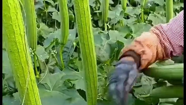 第一次见丝瓜是这样长的