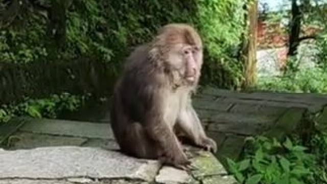 峨眉的吗喽 #峨眉 #吗喽 #旅游