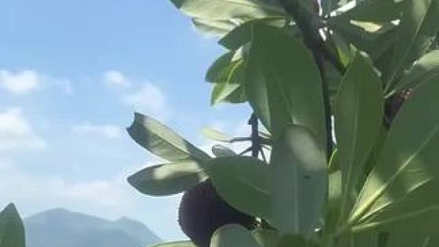 杨梅小子上线，今天大太阳，果子巨甜，仙居东魁杨梅有需要的联系#仙居杨梅 #杨梅 #仙居东魁杨梅