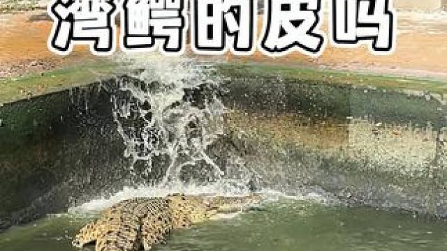 湾鳄的皮料喜欢吗！ #鳄鱼 #鳄珍 #鳄鱼皮鞋