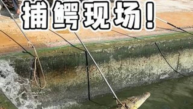 大型捕鳄现场！ #鳄鱼 #鳄珍 #鳄鱼皮鞋