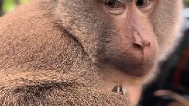 打工猴准备收工回家 #国外视频分享 #猴子成精 #泰国打工猴