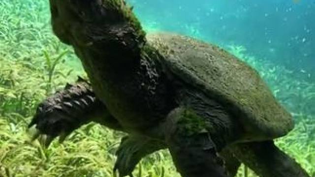 长绿毛的鳄龟 #国外视频分享 #奇妙的动物 #野生动物零距离