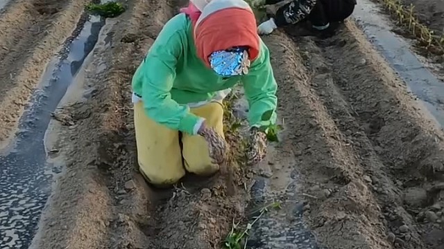 你的手好麻利呀