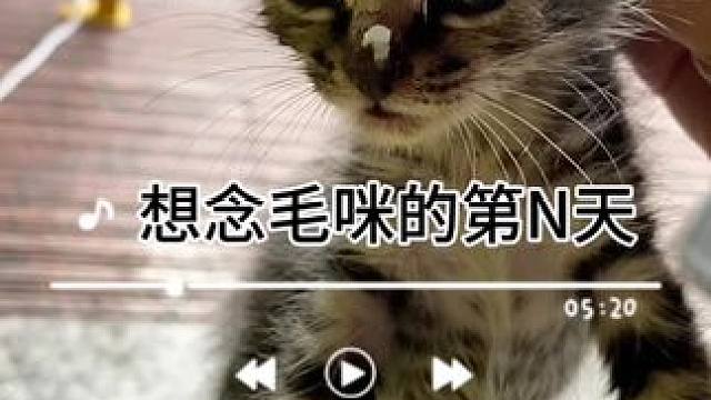 找到偷走我家毛咪的小朋友才有可能找回我家小猫，希望有线索的朋友帮帮忙#垫江寻人 #想猫的日子 #同城