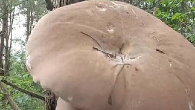 手拿的大菌子是苦的，介意不要讨我只是捡起来找下捡菌子的快乐。#捡菌子 #山珍美味 #菌子的季节 #牛