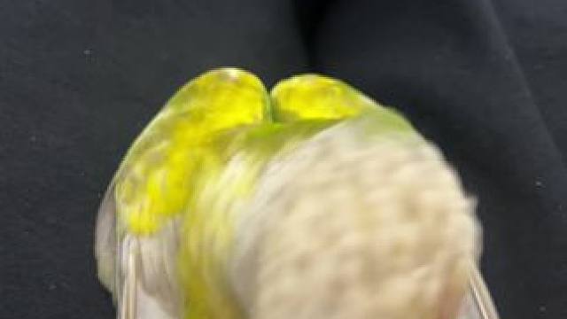 又菜又想玩。#鹦鹉技能训练 #合法饲养