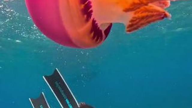 漂亮的水母 #国外视频分享 #奇妙的动物 #海洋生物