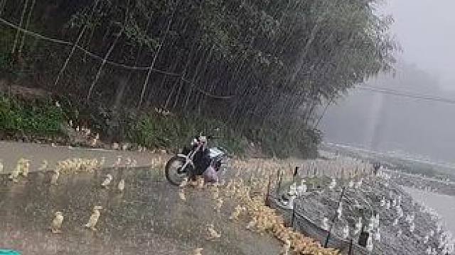 雷雨⛈天，鸭鸭们的迷惑行为
#鸭子下雨为什么站着淋雨 #一群小鸭子 #人与自然和谐共处 #视频无不良