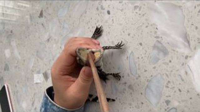 新手如何饲养鳄鱼？鳄鱼是世界上最温柔的宠物没有之一！ #家有爬宠 #鳄鱼养殖场