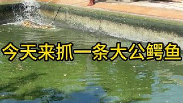 今天来抓大公鳄鱼#鳄珍 #鳄鱼 #鳄鱼养殖场