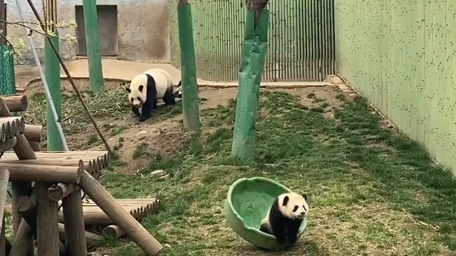 这个熊孩子挺会玩的呀？！