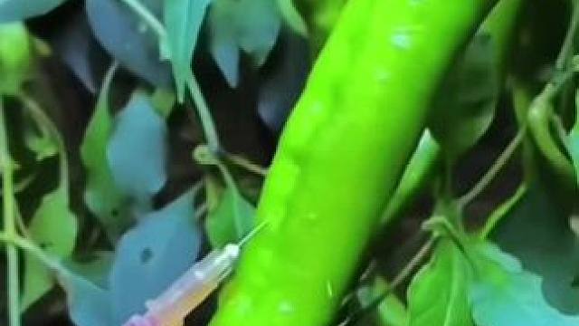 #日常生活小妙招 #好物推荐 #经验分享 #好产品一起分享 #食品保鲜袋