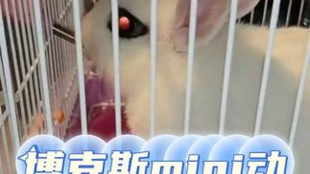 博克斯mini动物园，兔兔公主驾到，通通来rua~ #萌宠 #萌宠出道计划 #可爱  #记录真实生活