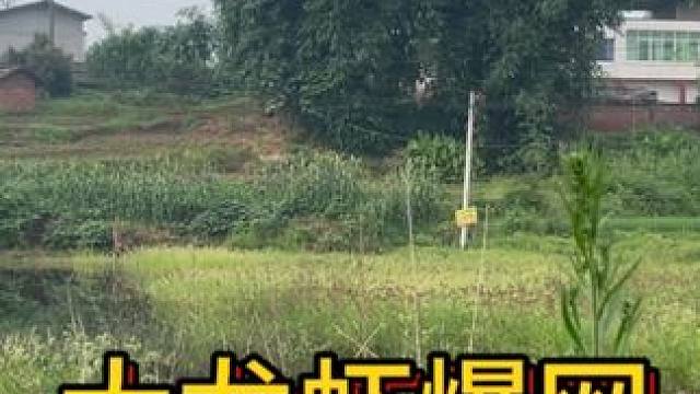 这资源你们说还有谁？每网都是好几斤，15个笼子搞了四十斤！ #我的乡村生活 #户外 #农村生活 #大