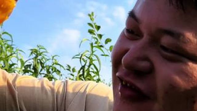 今年的黄桃真的太好吃了 明天上午八点黄桃溯源专场 大家一定一定要来#黄桃 #助农 #新农人 #三农