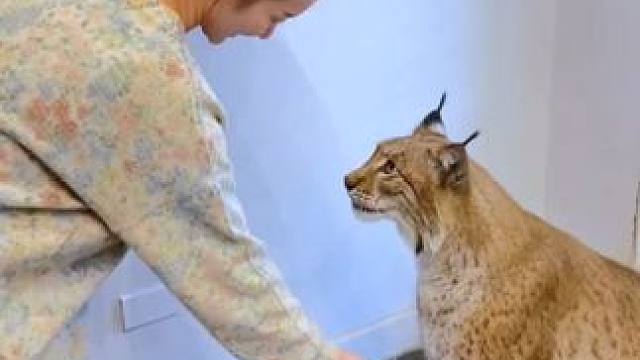 泰国美女的宠物猞猁#国外视频分享 #奇妙的动物 #猞猁