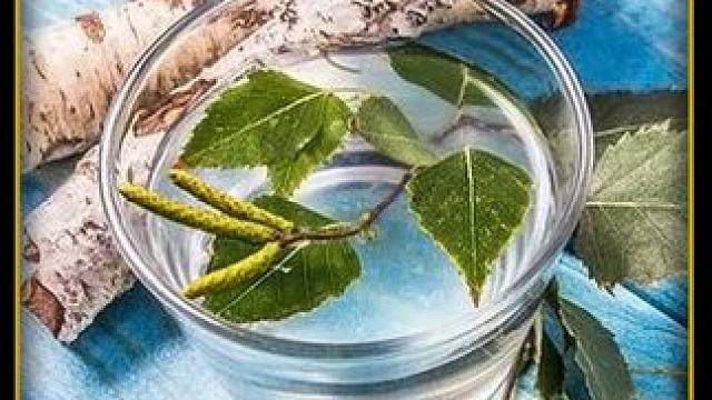 白桦树孕育一整年的汁液，入口后绵柔清甜满满大自然的味道！#科普#涨知识#白桦树汁#白桦树#天然植物饮