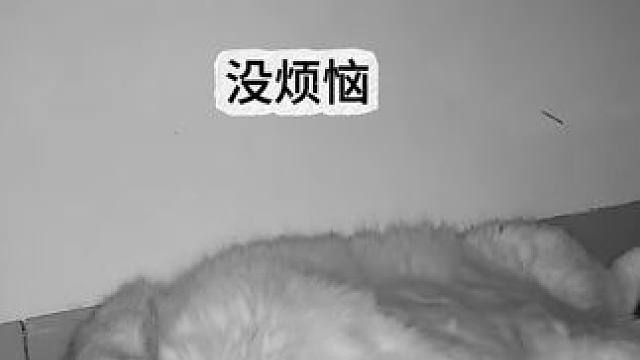 阿蛋今晚侧方位停车 