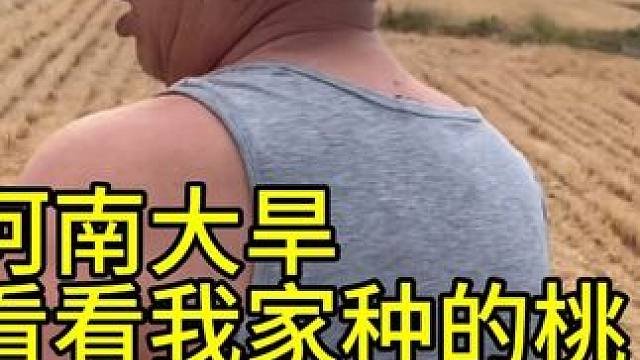 河南大旱，下地看看我家种的桃还剩下几个 #种地人