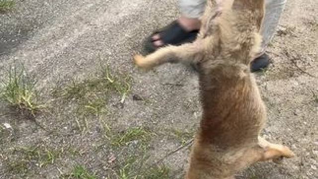 小黄过马路被车嘎了……