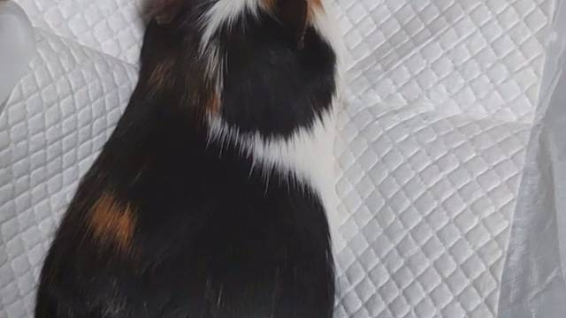 豚豚 摸一摸豚豚摸一摸！