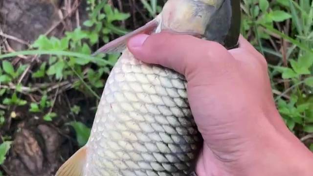 今天钓到草鱼了