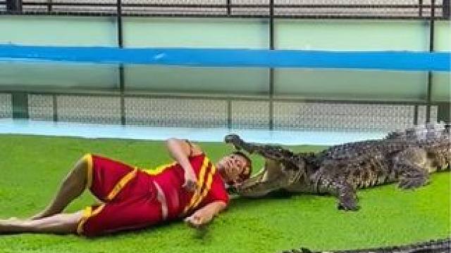 这工作不是谁都能做的
#野生动物零距离 #危险动作请勿模仿 #人与动物和谐共处 #