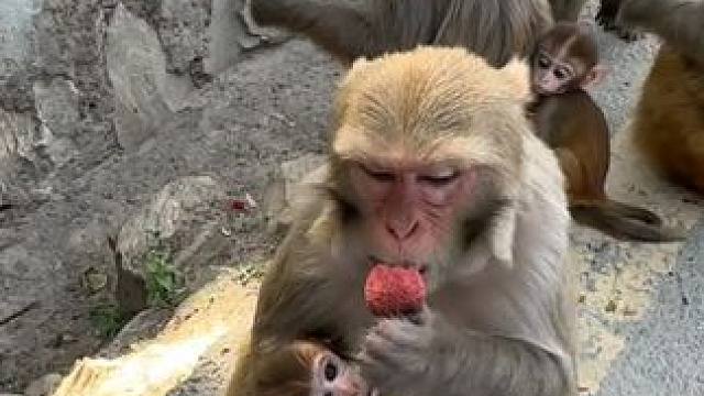 猴子吃荔枝 #国外视频分享 #猴子成精 #野生动物零距离