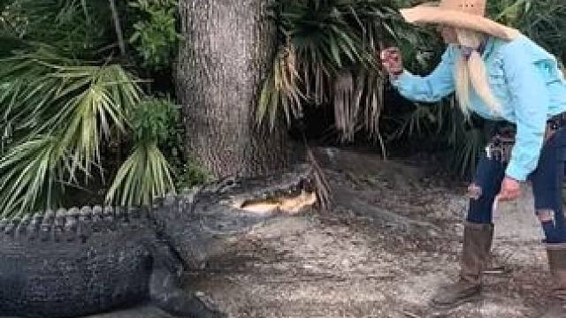 喂鳄鱼#国外视频分享 #野生动物零距离 #鳄鱼