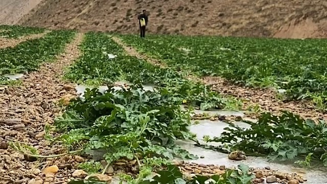 是场及时雨，瓜秧青翠欲滴