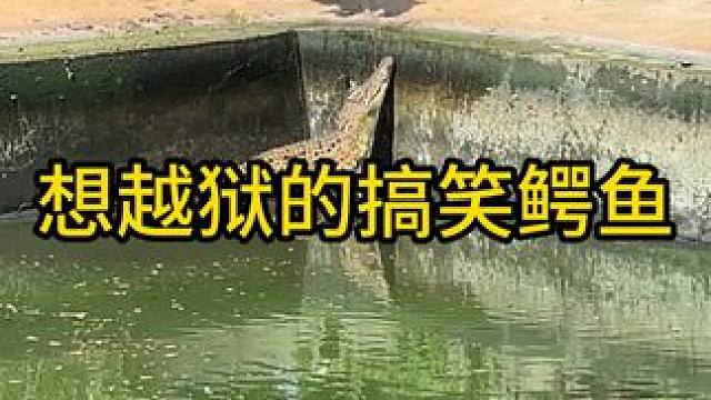 想越狱的搞笑鳄鱼#鳄鱼 #鳄珍 #鳄珍鳄鱼酒