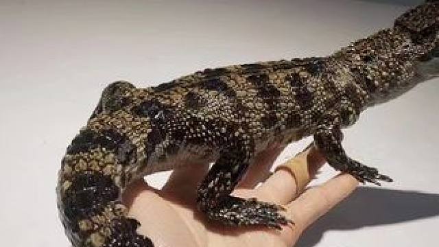 谁不是一只小可爱呢 #家有爬宠 #鳄鱼苗 #爬宠日常