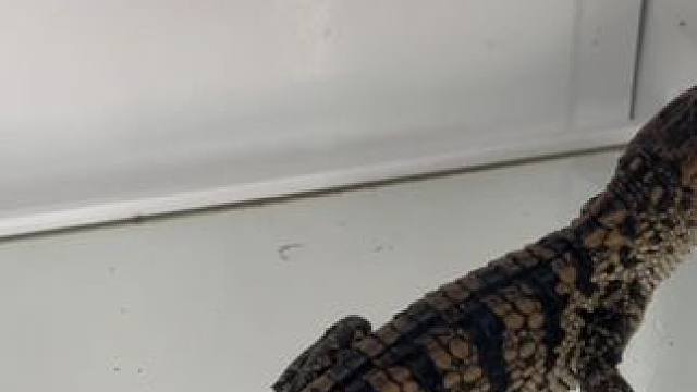 出差一个月回来…… #家有爬宠 #真栓q #鳄鱼苗