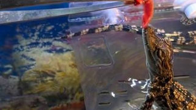 如何看待小鳄鱼开食 #鳄鱼苗 #鳄鱼养殖场 #男人的玩具