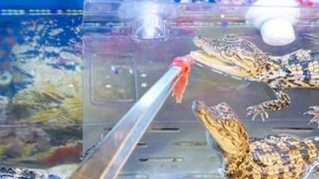 钓鱼 #钓鱼的乐趣只有钓鱼人懂 #鳄鱼 #钓鱼封神榜 #鳄鱼苗宠物小鳄鱼